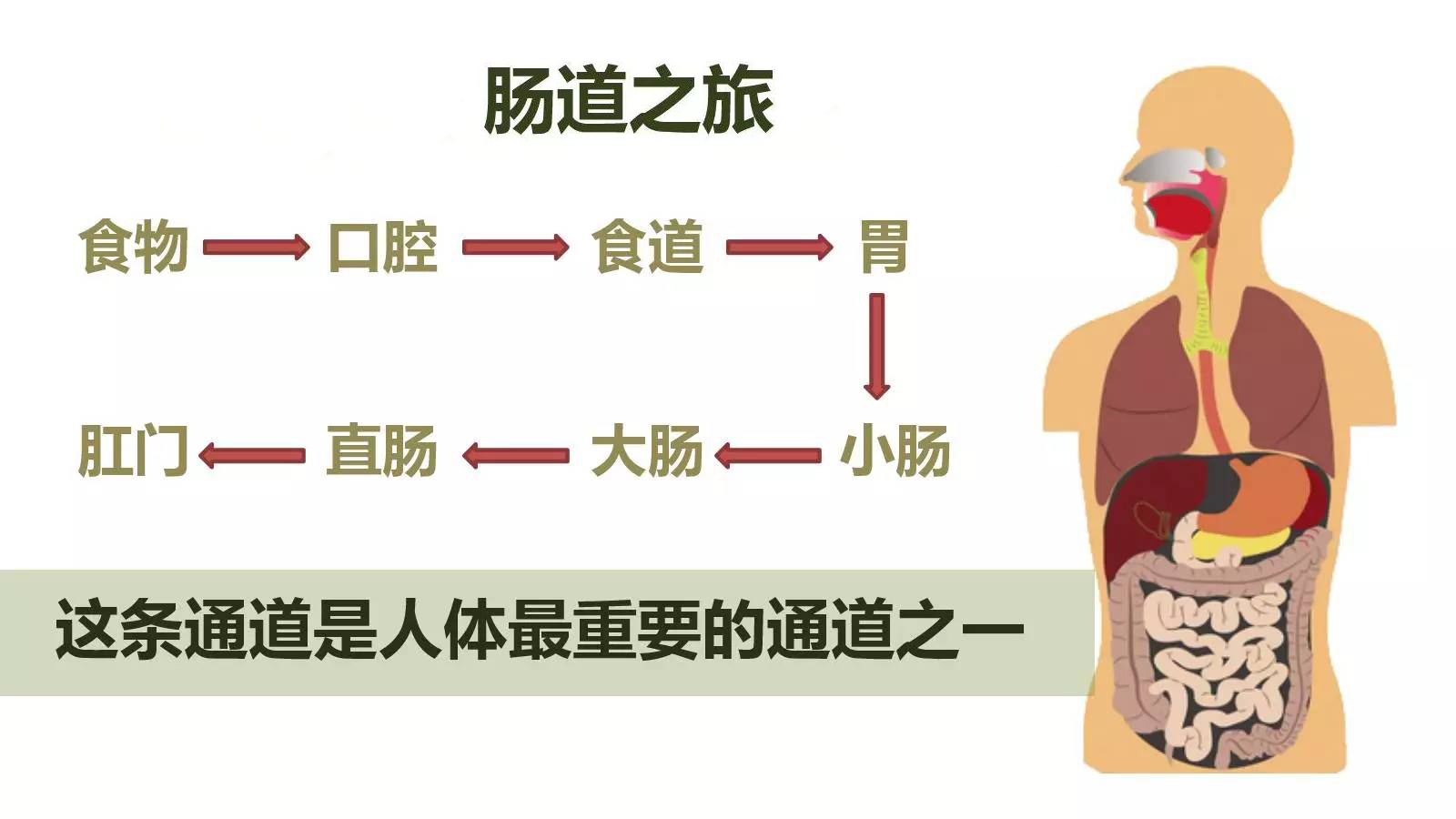 首先我们先来了解人体食用食物,食物所需要经过你肚子哪些地方